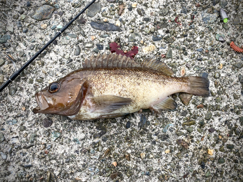 エゾメバルの釣果