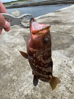 キジハタの釣果