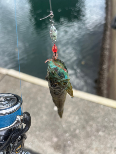 ハナハゼの釣果