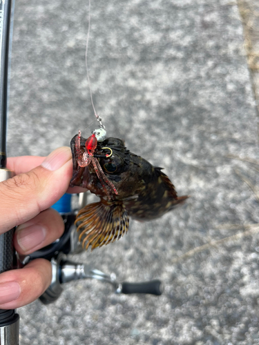 ガシラの釣果