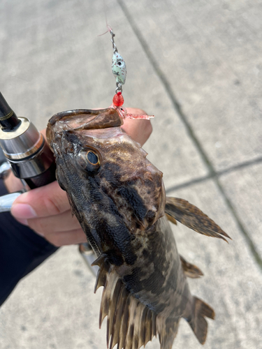 タケノコメバルの釣果