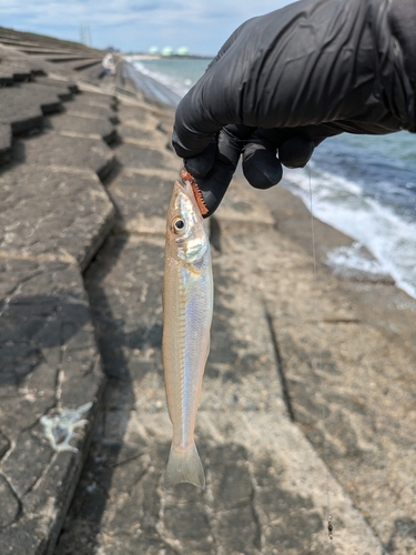 キスの釣果