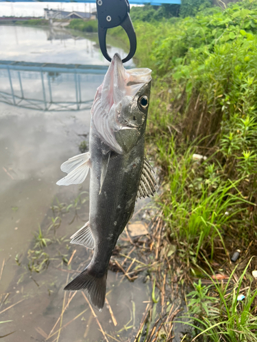 スズキの釣果