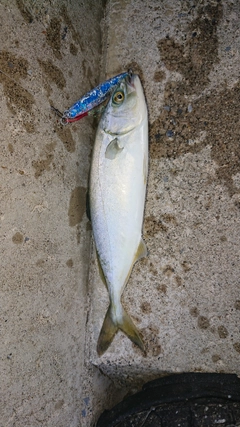 ワカシの釣果