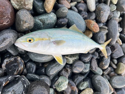 ワカシの釣果