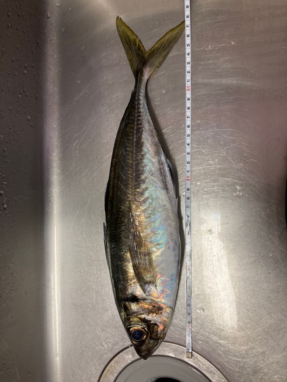 アングラー21285965さんの釣果 2枚目の画像