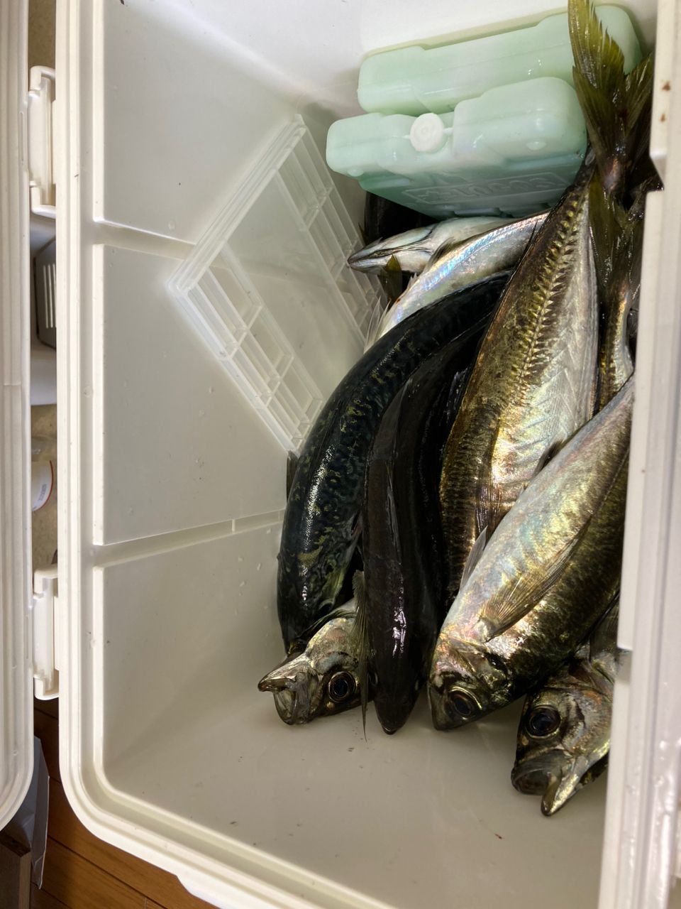 アングラー21285965さんの釣果 3枚目の画像