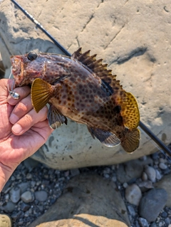 オオモンハタの釣果