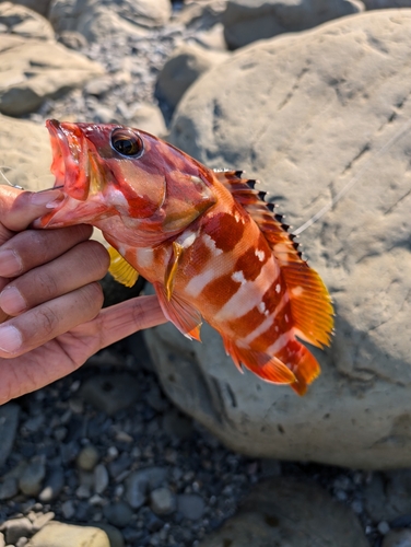 アカハタの釣果