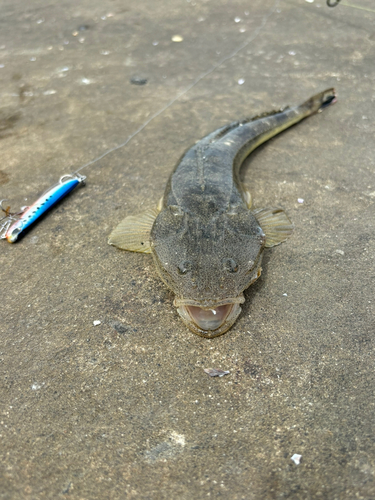 マゴチの釣果