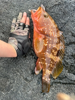 アコウの釣果