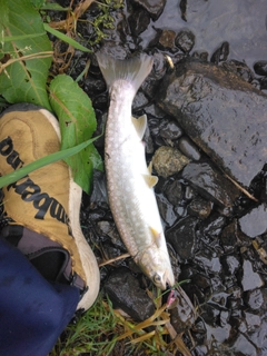 アメマスの釣果