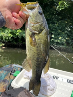 ブラックバスの釣果