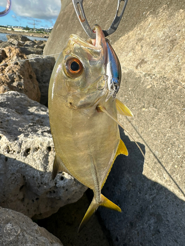 メッキの釣果