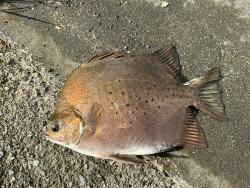 クロホシマンジュウダイの釣果