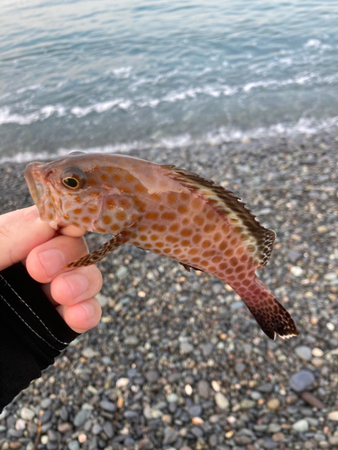 オオモンハタの釣果