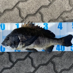 クロダイの釣果