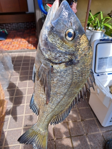 チヌの釣果