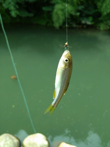 カワムツの釣果