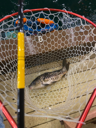 ドイツゴイの釣果