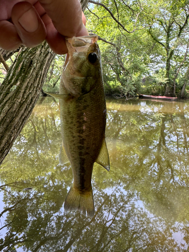 ラージマウスバスの釣果