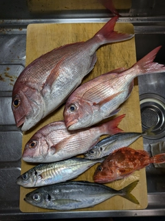 マダイの釣果