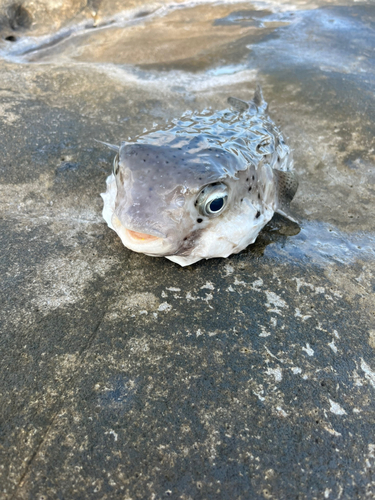 イシガキフグの釣果