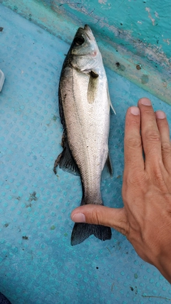 セイゴ（マルスズキ）の釣果