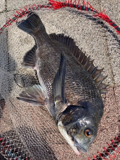 チヌの釣果