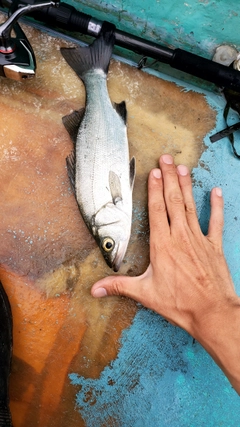 セイゴ（マルスズキ）の釣果