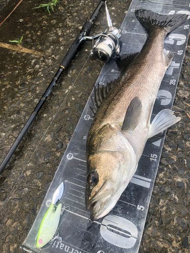 シーバスの釣果