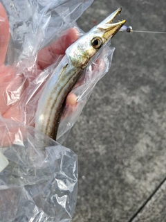 アカカマスの釣果