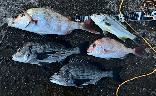 マダイの釣果