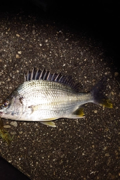 キビレの釣果