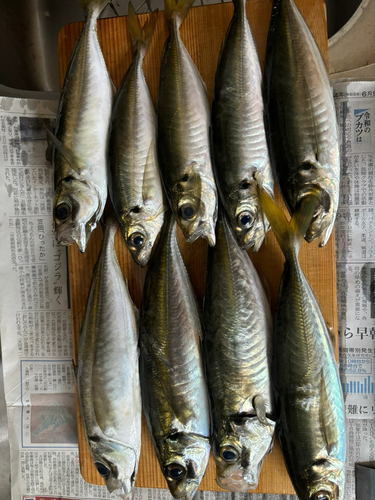 アジの釣果