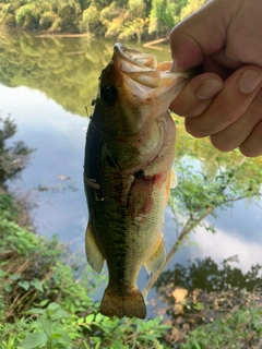 ラージマウスバスの釣果