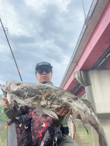 シーバスの釣果