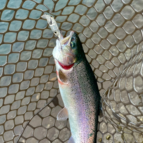 ニジマスの釣果