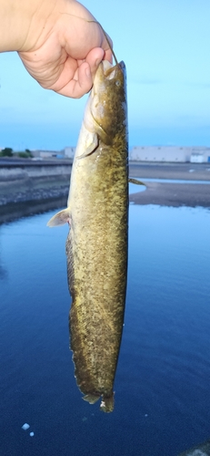 ナマズの釣果