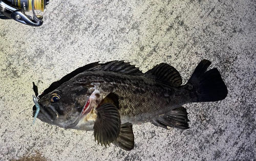 クロソイの釣果