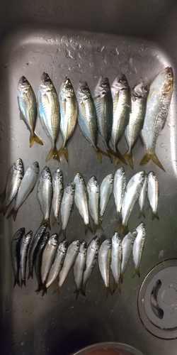 アジの釣果