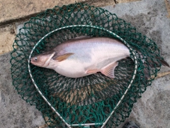 メコンオオナマズの釣果