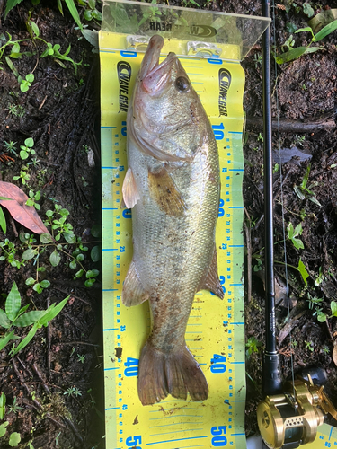 ブラックバスの釣果