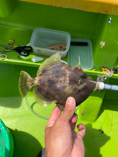 カワハギの釣果