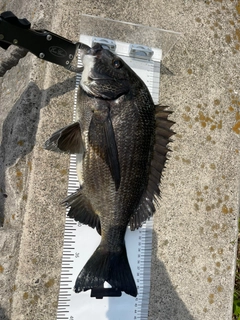 クロダイの釣果