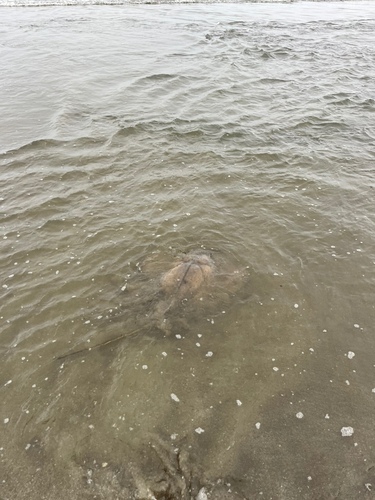 アカエイの釣果