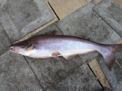 メコンオオナマズの釣果