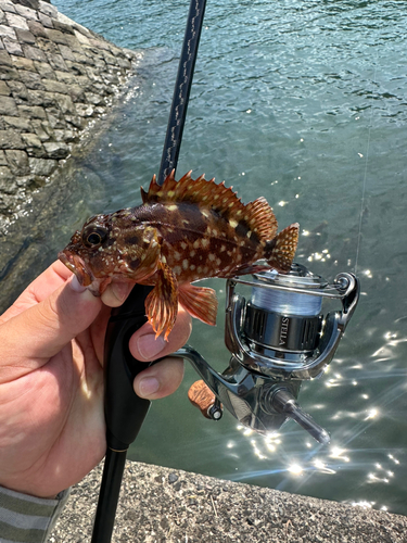 オオモンハタの釣果