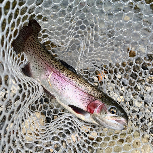 ニジマスの釣果