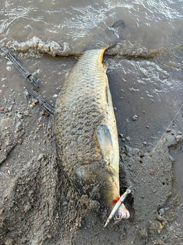 コイの釣果